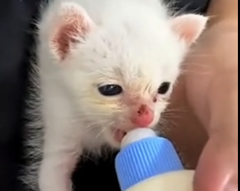 S2005002_Found this tiny baby alone outside of a shop without her mom and then… (Part 2)