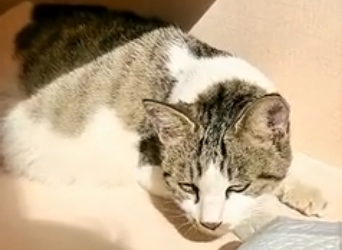 S2005003_This girl saw an abandoned pregnant cat in the park and then… (Part 2)