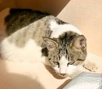 S2005003_This girl saw an abandoned pregnant cat in the park and then… (Part 2)