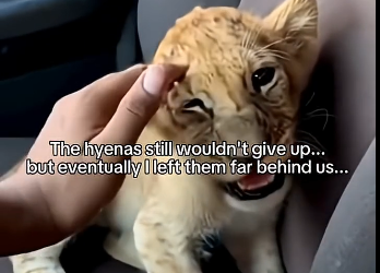 S1605005_A tiny lion cub was being dragged away by hyenas… (Part 2)