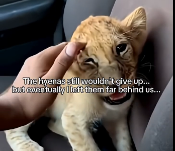 S1605005_A tiny lion cub was being dragged away by hyenas… (Part 2)