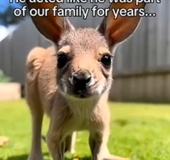 S1605002_I watched a mother kangaroo suddenly drop her newborn… (Part 2)