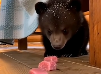 S1605003_A tiny bear cub crashed through my cabin window and then… (Part 2)