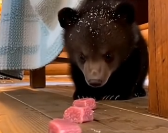 S1605003_A tiny bear cub crashed through my cabin window and then… (Part 2)
