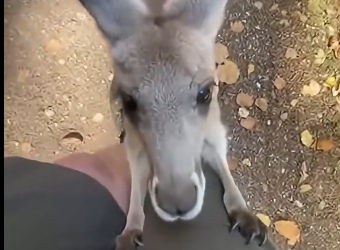 F2005003 i saved a baby kangaroo…❤️‍🩹  (full)