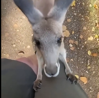 F2005003 i saved a baby kangaroo…❤️🩹 (full)