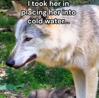 V2105005_She needed to be saved!🥺❤️ (Part 2)