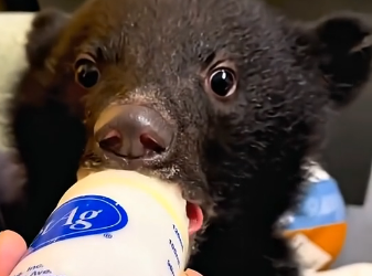 T2105001 This Orphaned Bear Cub Wandered Alone Until One Family Saved It (Part 2)