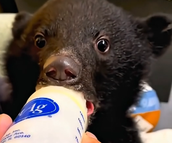 T2105001 This Orphaned Bear Cub Wandered Alone Until One Family Saved It (Part 2)
