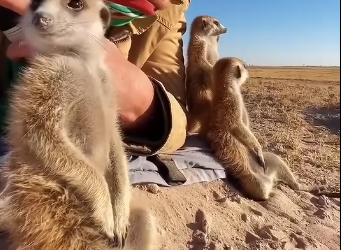 T1905004 Wild animals love photographs (FULL)