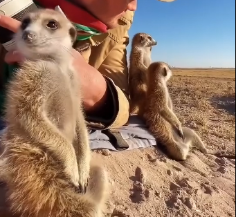 T1905004 Wild animals love photographs (FULL)
