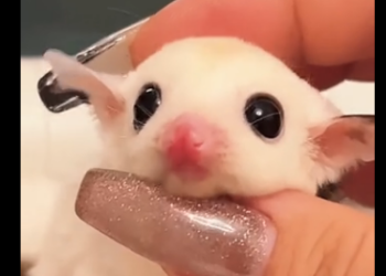 U1805001_The baby flying squirrel wasabandoned by its mother as soon asit was born😭 (Part 2)