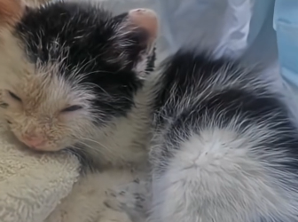 R1105006_My dog adopted a stray kitten🥰  (Part 2)