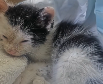 R1105006_My dog adopted a stray kitten🥰 (Part 2)