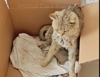 U2205003_The helpless stray cat was bullied by a vicious dog and could only raise his paws to beg for mercy (Part 2)