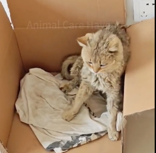 U2205003_The helpless stray cat was bullied by a vicious dog and could only raise his paws to beg for mercy (Part 2)
