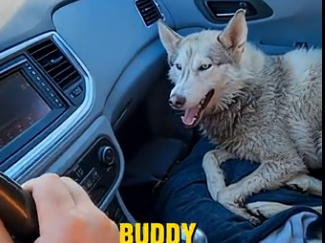 E2205001_She Tried to Bury Her Husky in the Backyard… Emergency Rescue🚨 (Part 2)