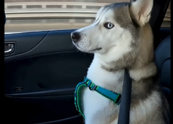 E2205003_She Tried to Throw Her Husky Into the River… –Emergency Rescue 🚨 (Part 2)