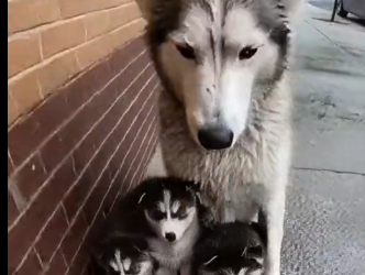 E2205004_She Dumped Water on a Husky Mom and Puppies 💔🐾  (Part 2)