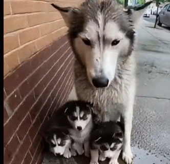 E2205004_She Dumped Water on a Husky Mom and Puppies ๐๐พ (Part 2)