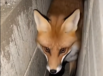 S2205001_A wild fox was crying desperately beneath my window and she did…  (Part 2)
