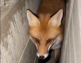 S2205001_A wild fox was crying desperately beneath my window and she did… (Part 2)