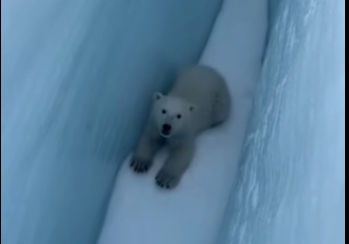 S2005012 A polar bear stopped me in a mountain and… (Part 2)