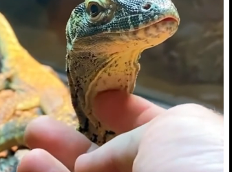 V2105006_he raised a real life dinosaur 😱 (Part 2)