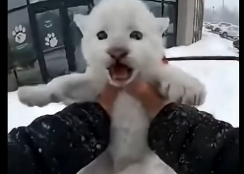 L2105008_A tiny white cougar cub showed up at my glass door…  (Part 2)