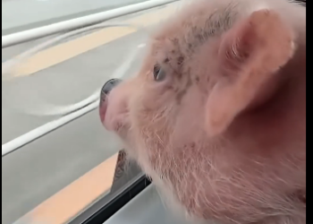 G2205005_Highway Pig (Part 2)