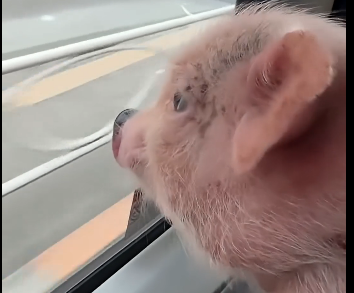G2205005_Highway Pig (Part 2)