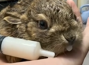 R2105004_I found a wild baby rabbit. My parents said I couldn’t save it, but I didn’t believe them… (Part 2)