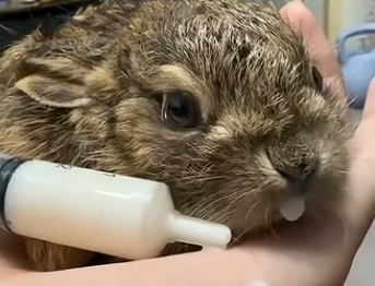 R2105004_I found a wild baby rabbit. My parents said I couldn’t save it, but I didn’t believe them… (Part 2)
