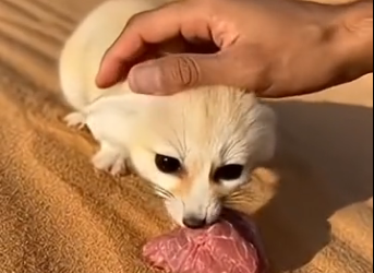 S2205007_Two coyotes were dragging a tiny fennec fox… (Part 2)
