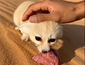 S2205007_Two coyotes were dragging a tiny fennec fox… (Part 2)