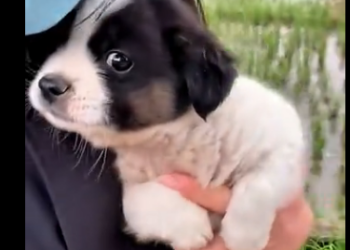 S2205009_This girl found an abandoned puppy in the rain and then…(Part 2)