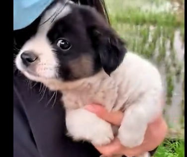 S2205009_This girl found an abandoned puppy in the rain and then…(Part 2)