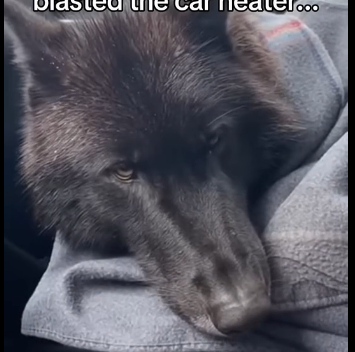 S2205011_I couldn’t go by when I saw this wolf in this frozen lake…(Part 2)