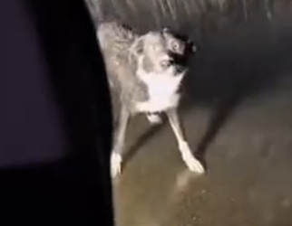 S2405002_I drove my car and found an abandoned dog and then…  (Part 2)