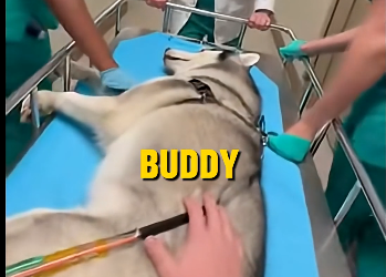 E2205007_My Husky Jumped in Front of a Cobra to Save Me but.. (Part 2)