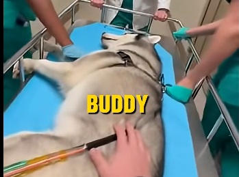 E2205007_My Husky Jumped in Front of a Cobra to Save Me but.. (Part 2)