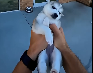 E2205008_She Tried to Poison a Stray Husky Puppy… (Part 2)