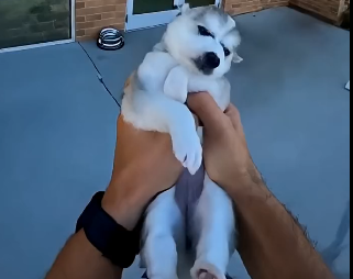 E2205008_She Tried to Poison a Stray Husky Puppy… (Part 2)