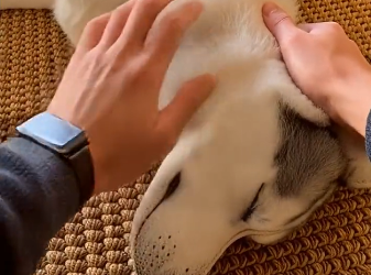 E2205009_She Was Seconds From Throwing Her Husky…–Emergency Rescue (Part 2)
