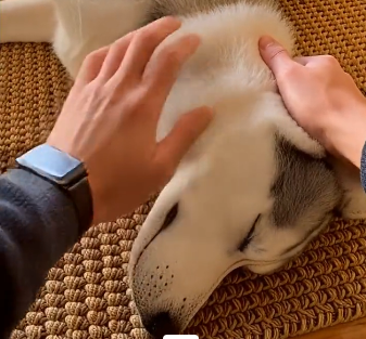 E2205009_She Was Seconds From Throwing Her Husky…–Emergency Rescue (Part 2)