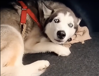 E2205010_She Stole a Homeless Veteran’s Husky… �� (Part 2)