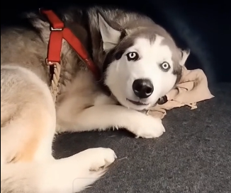 E2205010_She Stole a Homeless Veteran’s Husky… �� (Part 2)