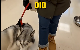 E2205011_She Forced Her Injured Husky to Walk… -Emergency rescue � (Part 2)