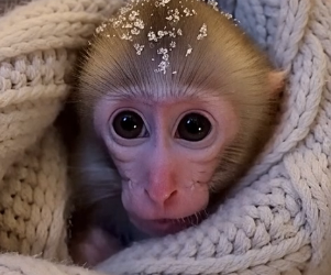 E2405002_She Left a Baby Monkey in the Snow… – Emergency Rescue  (Part 2)