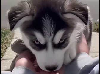 E2405003_She Threw a 4-Month Husky Onto the Street (Part 2)